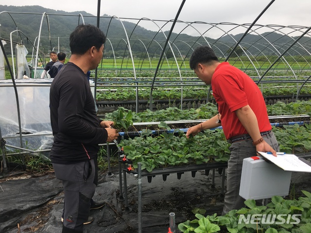 [안동=뉴시스] 노지고설로 재배되고 있는 딸기 농장. (사진=경북도 제공) 2020.06.29