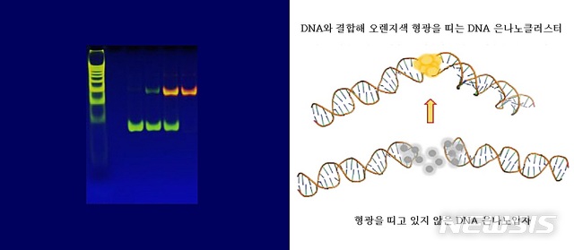 [대전=뉴시스] DNA와 결합해 오렌지색 형광을 보이는 은나노클러스터센서 사진(왼쪽). 오른쪽은 2개 머리핀 구조의 DNA가 마주 보는 결합 구조를 형성해 은나노클러스터센서가 오렌지색 형광을 띄고 있는 모습.