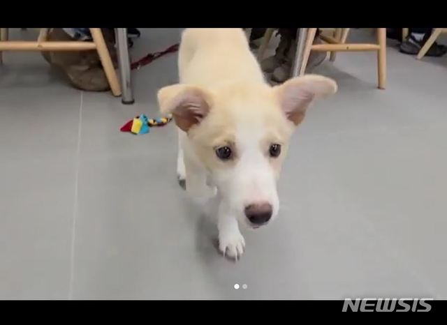 [서울=뉴시스] 보더콜리종 담비. (사진 = 강형욱 인스타그램) 2020.07.04. photo@newsis.com