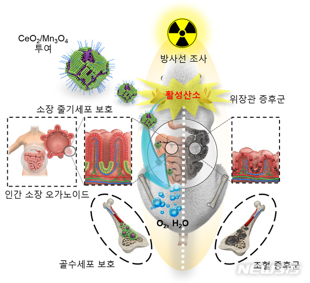 [대전=뉴시스] 세륨-망간 산화물 헤테로 나노입자의 방사선 보호 효과. IBS-서울대 공동연구진은 합성한 나노입자를 오가노이드 실험에 적용, 소량의 나노입자만으로 활성산소를 제거하고 세포 손상이 줄어드는 것을 확인했다. 또 동물실험을 통해 나노입자가 방사선으로 인한 장기손상을 줄여 생존율을 높인다는 사실도 증명했다.