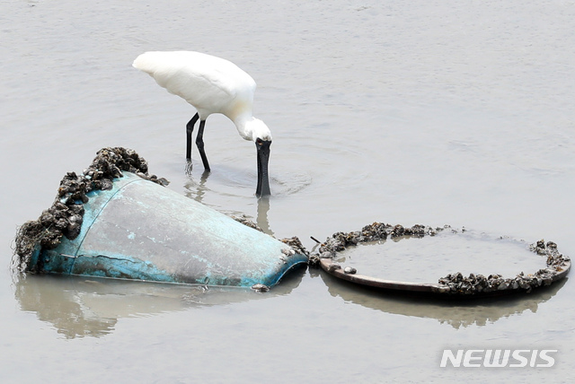 [인천=뉴시스] 이종철 기자 = 지난 7월7일 오후 인천시 연수구 송도 갯벌에서 멸종위기 야생생물 I급 저어새가 플라스틱 해양쓰레기 옆에서 먹이 활동을 하고 있다. 2020.07.07. jc4321@newsis.com