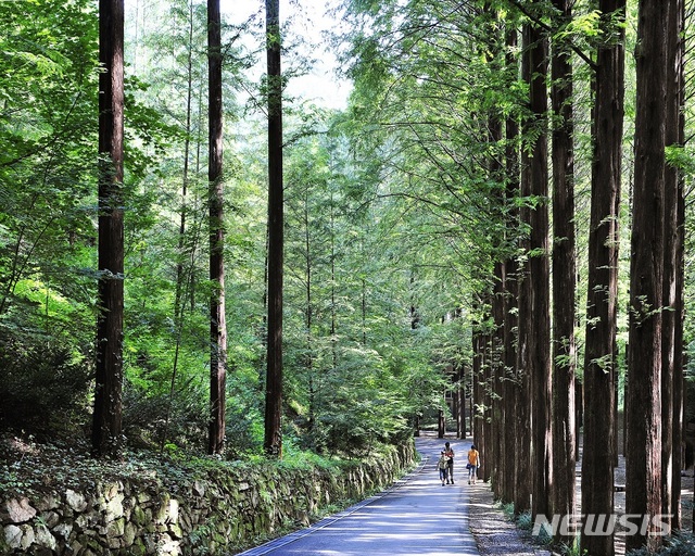 [대전=뉴시스] 대전 장태산 자연휴양림 