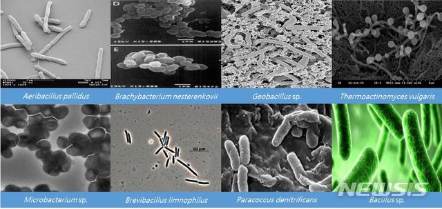 [세종=뉴시스] 국내 온천, 두엄 등에서 분리된 고온성 원핵생물 신종 및 미기록종의 전자현미경 사진. (사진=국립생물자원관 제공). 2020.07.08. photo@newsis.com