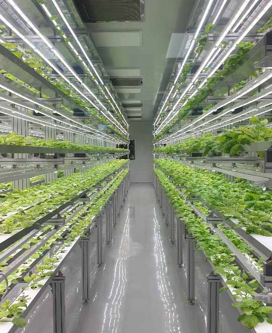 [서울=뉴시스] 담배과 식물 일종인 니코티아나 벤타미아나를 재배하는 바이오앱의 밀폐형 식물공장 내부.(사진=한미사이언스 제공)