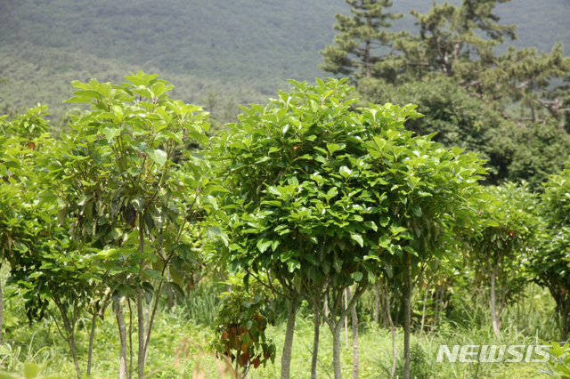 [무안=뉴시스] 황칠나무. photo@newsis.com 
