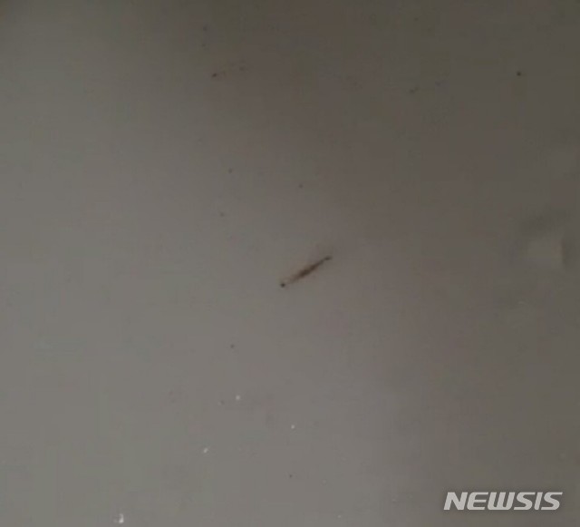 [인천=뉴시스] 정일형 기자=인천 영종도 한 아파트에서 발견된 유충 (사진은 영종수돗물주민대책위원회 제공)
