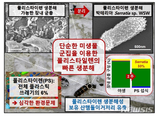 [포항=뉴시스] 강진구 기자 = 포스텍(총장 김무환)은 화학공학과 차형준 교수와 통합과정 우성욱씨 팀이 안동대학교 송인택 교수와 공동연구를 통해 딱정벌레목의 곤충인 ‘산맴돌이거저리(학명 Plesiophthalmus davidis)’의 유충이 분해가 매우 까다로운 폴리스타이렌(polystyrene)을 생분해할 수 있음을 처음으로 밝혀냈다고 16일 밝혔다.사진은 폴리스타이렌 생분해 연구 흐름도.(사진=포스텍 제공) 2020.07.16. photo@newsis.com