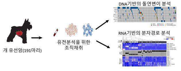 반려견 암 유전자변이 패턴 파악했다…인간 암 이해도↑