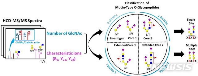 [대전=뉴시스] 당단백질 질량분석 스펙트럼 분석을 통한 뮤신타입 당단백질 분류 모식도.