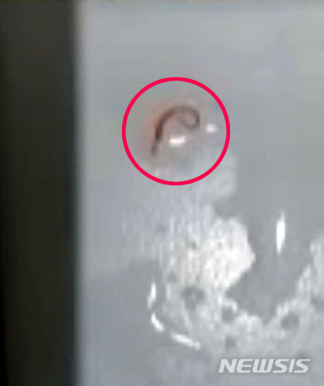 [서울=뉴시스] 박미소 기자 = 서울 가정집에서도 수돗물 유충 발견 신고가 접수돼 서울시 상수도사업본부 차원에서 조사가 진행 중인 20일 오전 서울 중구 한 아파트 가정집의 욕실 바닥에 유충이 보이고 있다. (사진=독자 제공) 2020.07.20.&nbsp; photo@newsis.com 