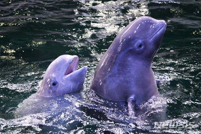 멸종위기종 흰고래 벨루가