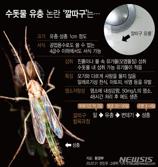 [서울=뉴시스] 환경부는 지난 15~17일 최근 인천 지역 수돗물 유충 민원의 원인으로 지목된 활성탄지가 설치된 전국 정수장 49개소에 대해 긴급점검을 실시했으며 인천 공촌·부평정수장을 포함한 7개 정수장에서 유충이 소량 발견됐다. 다음은 깔따구 특징. (그래픽=전진우 기자) 618tue@newsis.com