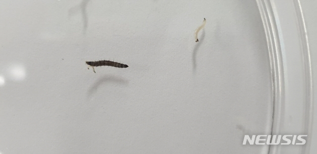 [청주=뉴시스] 임선우 기자 = 충북 청주시 흥덕구 한 아파트 화장실에서 발견된 유충. (사진=청주시 제공) 2020.07.22. photo@newsis.com