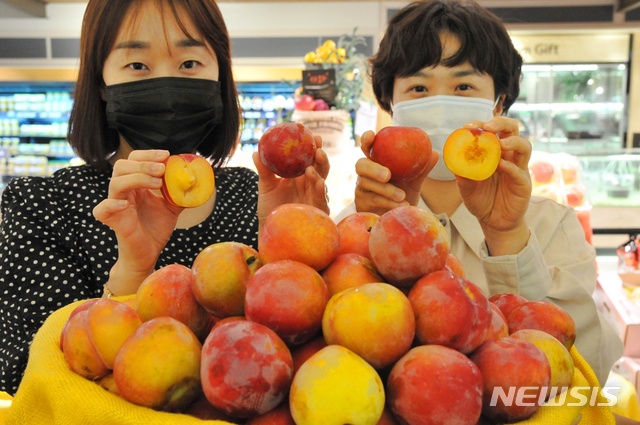 [대구=뉴시스]김정화 기자 = 대구 롯데백화점은 자두 재배 최적지로 잘 알려진 군위군의 후무사 자두를 선보인다. (사진 = 대구 롯데백화점 제공) 2020.07.22. photo@newsis.com