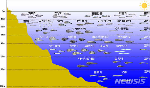 [부산=뉴시스] 제주 해역에 서식하는 주요 어린 물고기의 분포 수심도. (사진=수산과학원 제공)