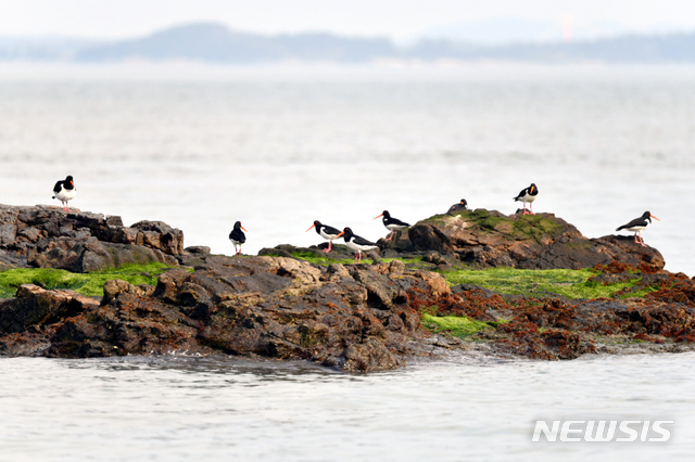 [신안=뉴시스] 휴식 중인 검은머리물떼새. (사진=신안군 제공) 2020.07.28. photo@newsis.com