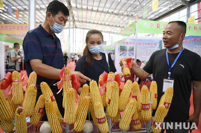 [인촨=신화/뉴시스] 중국 북서부 닝샤 후이족자치구 스쭈이산(石嘴山)시 인근 핑뤄(平羅)현에서 열린 제7회 닝샤 종자박람회에 참가한 관계자들이 옥수수 종자 제품을 살펴보고 있다. 자료사진. 2020.08.04