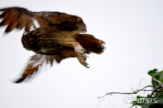 [남해=뉴시스]차용현 기자 = 지난 28일 오후 경남 남해군 망운산 산기슭에서 나무꼭대기에 앉아 휴식을 취하던 수리부엉이(천연기념물 제324호)가 인기척에 놀라 날아오르고 있다. 2020.07.29. con@newsis.com