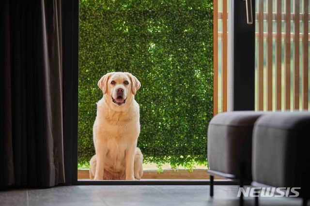 [서울=뉴시스]소노펫클럽&리조트, 8월1일부터 대형견 투숙 