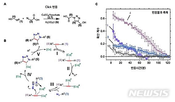 [대전=뉴시스] 화학반응 모식도와 각 분자의 확산계수. (A)는 실험에서 사용된 Click의 반응식으로 촉매가 관여한다. (B)는 반응과정이고 (C)는 핵자기공명영상법으로 관찰한 각 반응물과 촉매의 확산계수 변화다. 반응시간에 따라 확산계수 감소 양상이 뚜렷하게 구별된다.