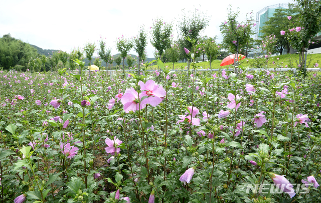 [울산=뉴시스] 배병수 기자 = 장맛비가 내린 30일 오후 울산 중구 태화강 국가정원 무궁화정원에 나라꽃 무궁화가 활짝 피어 아름답다. 2020.07.30. bbs@newsis.com
