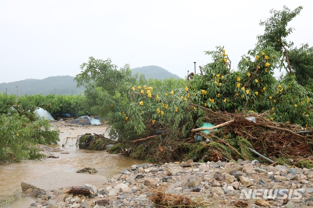 [음성=뉴시스] 조성현 기자 = 지난 2일 충북 음성군에 집중호우가 내린 가운데 3일 오전 감곡면 일대 복숭아밭 나무들이 힘없이 쓰러져 있다. 지난 1일 밤부터 이날 오전 8시까지 음성지역에는 최대 78.5㎜의 장대비가 쏟아졌다. 농가 100여곳과 농지 150여ha의 피해가 현재까지 접수됐다. 2020.08.03. jsh0128@newsis.com