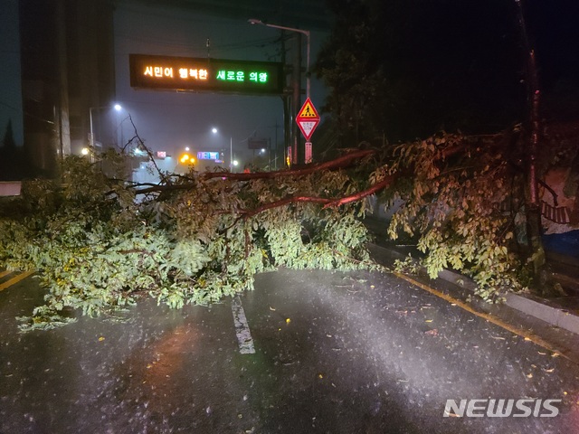 [의왕=뉴시스]6일 오전 5시 41분께 과천봉담고속도로 상행선 학의분기점 부근에서 나무가 쓰러져 도로를 덮치는 사고가 발생했다.(의왕소방서 제공)