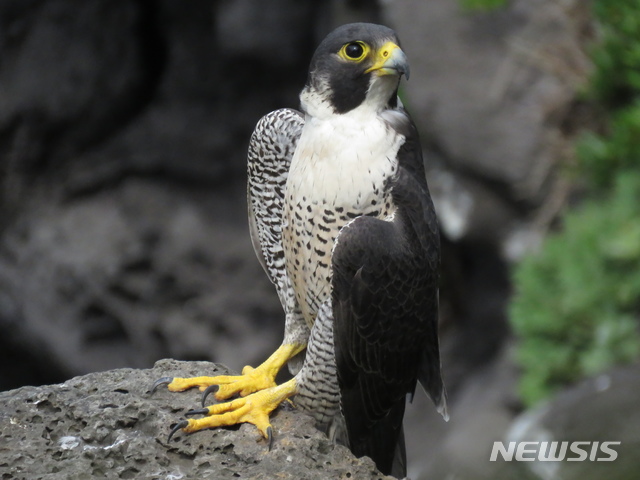 [제주=뉴시스] 제주시 애월 신엄 해안절벽에서 발견된 매.(제주도민속자연사박물관 제공)