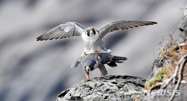 [제주=뉴시스] 서귀포시 남원 큰엉 절벽에서 발견된 매.(제주도민속자연사박물관 제공)