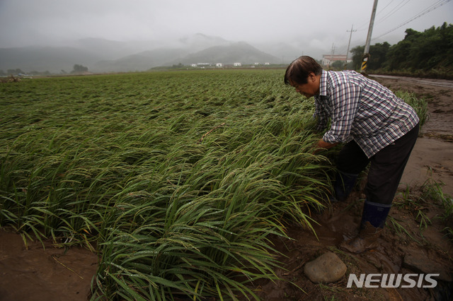 [철원=뉴시스] 김경목 기자 = 8일 오전 3년째 벼농사를 짓고 있는 오창석(73)씨가 강원 철원군 동송읍 이길리 논에서 거센 물살에 넘어진 벼를 일으켜 세우고 있다. 2020.08.08. photo31@newsis.com