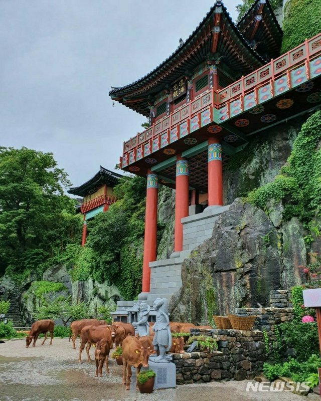 [구례=뉴시스] 변재훈 기자 = 기록적인 폭우가 이틀째 이어진 8일 오후 전남 구례군 문척면 한 사찰 입구 앞에 인근 침수 축사서 탈출한 소떼가 머무르고 있다. 주인은 사찰 관계자의 연락을 받고 소떼를 안전한 곳으로 옮겼다. (사진=독자 제공) 2020.08.08. photo@newsis.com