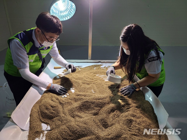 [부산=뉴시스] 농림축산검역본부 영남지역본부는 식물에 해를 끼치는 외래 병해충의 유입을 사전에 차단하기 위해 오는 10일부터 9월 13일까지 가을 파종용 수입 종자 특별검역을 실시한다고 9일 밝혔다. (사진=농림축산검역본부 제공)