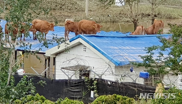 [구례=뉴시스] 변재훈 기자 = 기록적 집중호우가 지나간 9일 전남 구례군 한 육군부대 내 건물 지붕에 소들이 올라가 있다. 주변 축사에서 기르던 이 소들은 전날 폭우로 일대가 침수되자 지붕 위로 피신한 뒤 머무르고 있는 것으로 추정되고 있다. (사진=독자 제공) 2020.08.09. photo@newsis.com