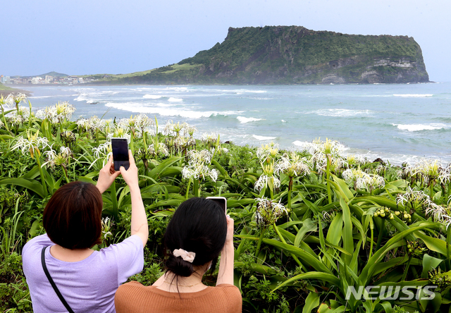 [서귀포=뉴시스]우장호 기자 = 제5호 태풍 '장미'가 제주를 통과한 가운데 10일 오후 제주 서귀포시 성산읍 광치기해변에 관광객들이 찾아와 활짝 핀 문주란을 휴대전화 카메라로 담으며 즐거운 시간을 보내고 있다. 2020.08.10. woo1223@newsis.com