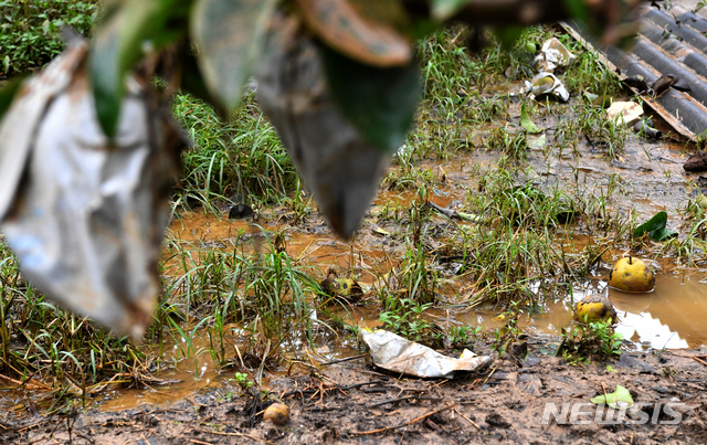 [구례=뉴시스] 신대희 기자 = 사진은 2020년 8월 10일 전남 구례군 구례읍 양정마을 한 과수농가에 많은 비가 내려 배가 나뒹굴고 있는 모습. 2020.08.10.&nbsp; sdhdream@newsis.com