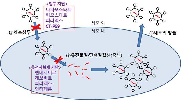 [서울=뉴시스] 항바이러스제 작용 기전 모식도 (사진=식약처 제공)