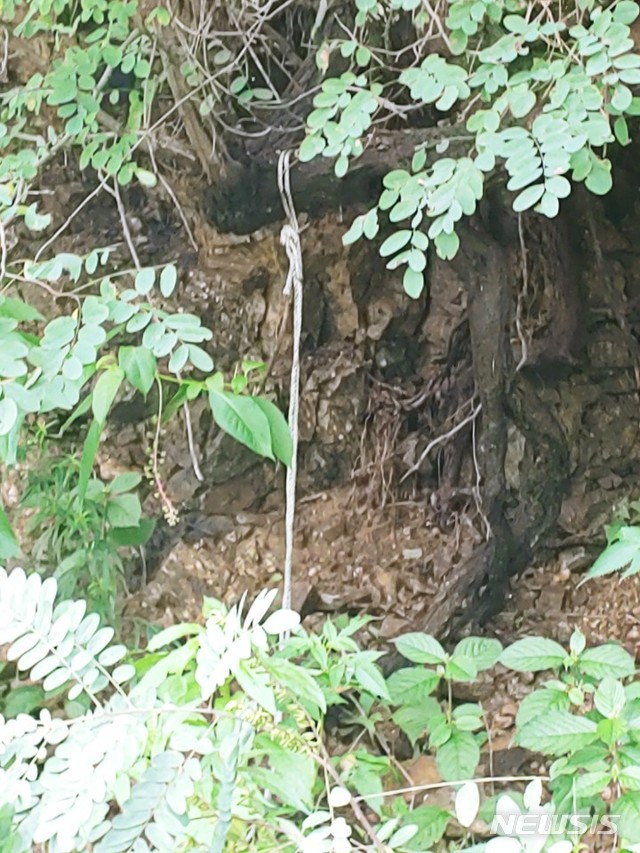 [춘천=뉴시스]김태겸 기자 = 지난 6일, 경찰정·행정선.작업선 3척이 폭우에 유실되던 인공 수초섬을 막으려다 전복됐던 것으로 알려졌으나, 뉴시스 취재결과 민간인 선박 포함 총 8척의 배가 선체로 수초섬을 막았고, 실제 잠시 의암호 가장자리에 정박까지 성공했던 것으로 확인됐다. 사진은 수초섬 정박에 잠시 성공했을때 나무에 고정했던 로프의 모습이다. 2020.08.12. patk21@newsis.com