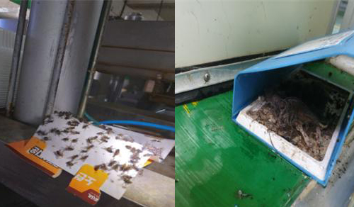 [서울=뉴시스] 왼쪽 작업장내 위생해충, 오른쪽 작업장내 쥐 사체 방치 (사진=식약처 제공)