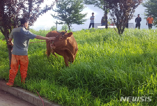 [밀양=뉴시스] 안지율 기자 = 지난 폭우로 경남 합천 한 축산농가의 한우가 80km가량 떨어진 밀양시 하남읍 야촌리에서 발견됐다.(사진=밀양시 제공) 2020.08.12. photo@newsis.com