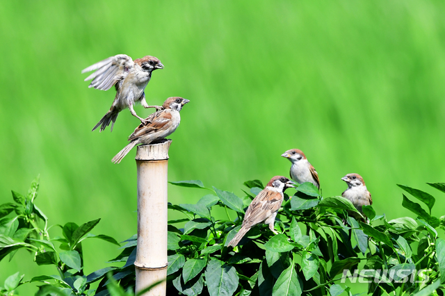 [남해=뉴시스]차용현 기자 = 장마 전선이 물러나면서 전국 곳곳에 폭염특보가 발령된 14일 오후 경남 남해군 남면의 한 고추밭에서 참새 한 마리가 고춧대에 앉아 쉬고 있는 또 다른 참새 등 위에 올라타고 있다. 2020.08.14.&nbsp; con@newsis.com