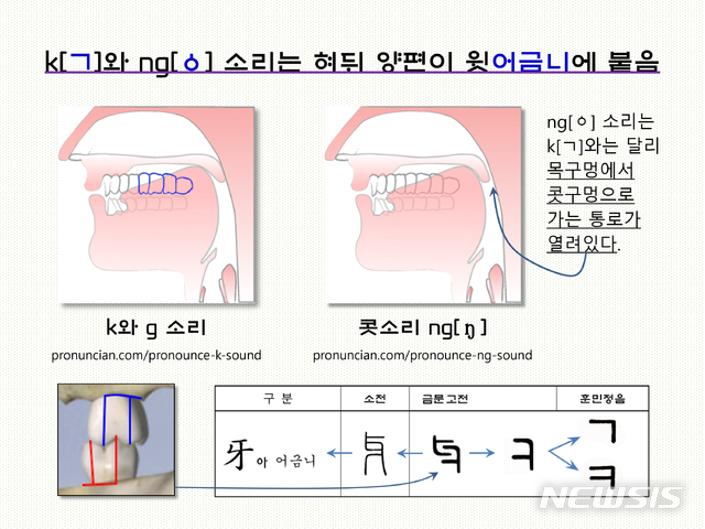 [서울=뉴시스] <사진②> k[ㄱ]와 ng[ㆁ]은 혀 뒤쪽 양 가장자리가 윗어금니들을 누르며 나는 소리. 콧소리 ng[ㆁ]은 k[ㄱ]와는 달리 목구멍에서 콧구멍으로 가는 통로가 열려 있다. ‘ㄱ’과 ‘ㅋ’은 ‘牙(아)’자의 금문 고전에서 취한 글꼴.