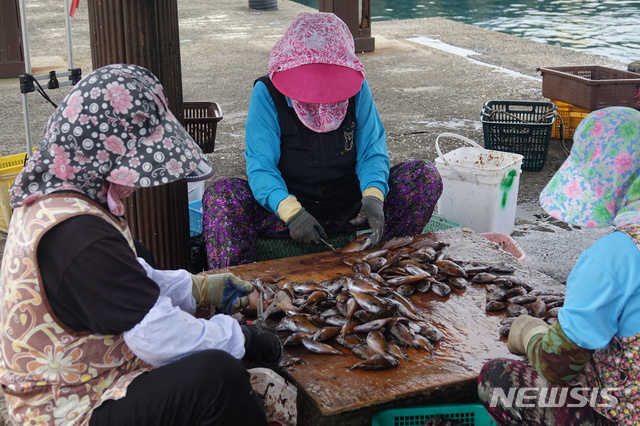 [제주=뉴시스] 서귀포시 보목동 부두에서 아낙들이 자리돔을 자리횟감으로 만들기 위해 비늘을 벗기는 작업을 하고 있다. kjm@newsis.com