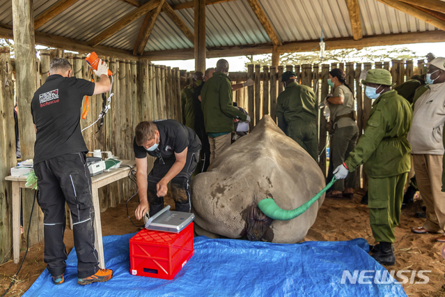 [나이로비=AP/뉴시스]2020년 8월18일 케냐 나이로비의 올페제타 야생동물 보호구역에서 과학자들이 현존하는 두 마리의 암컷 북부 흰코뿔소 중 한 마리에서 난자를 추출하고 있다. 생식 기술의 획기적 발전으로 멸종 위기에 처한 북부 흰 코뿔소를 멸종으로부터 구할 수 있다는 희망이 제기됐다고 BBC가 24일 보도했다. 북부 흰 코뿔소는 현재 지구상에 단 두 마리만 남아 있을 뿐이다. 2024.01.24. 