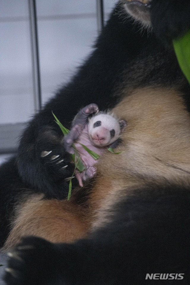  에버랜드 아기 판다의 생후 30일 모습.