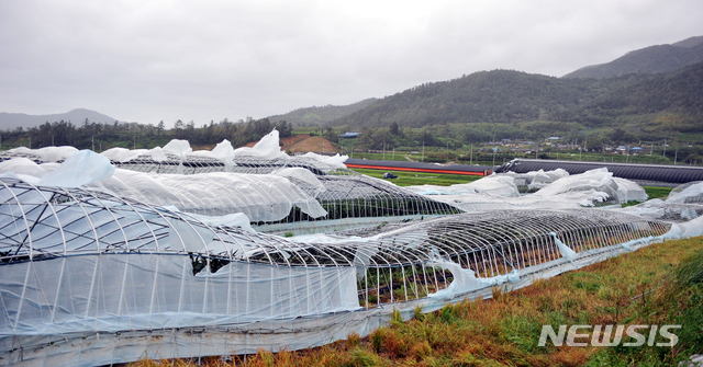[광주=뉴시스]이창우 기자= 사진은 2012년 8월 제15호 태풍 '볼라벤(BOLAVEN)'이 몰고온 강풍에 갈기갈기 찢기고 주저 앉은 전남 순천의 한 비닐하우스 단지. 2020.08.25. (사진=뉴시스DB)
