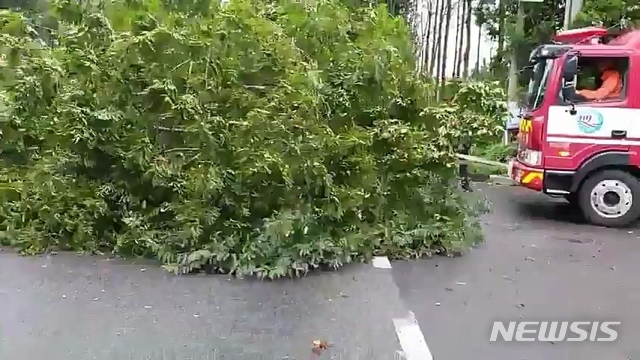 [제주=뉴시스] 강경태 기자 = 제주도가 제8호 태풍 ‘바비’가 직접 영향권에 들어선 가운데 26일 오전 서귀포시 회수동 중산간도로에 있는 한 가로수가 쓰러져 도로를 막자 119소방대원이 제거작업을 하고 있다. (사진=제주도소방안전본부 제공 영상 캡처) 2020.08.26. photo@newsis.com