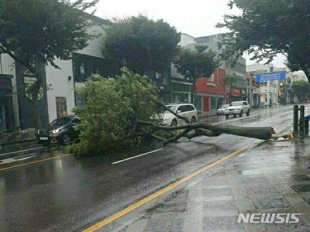 [제주=뉴시스] 강경태 기자 = 제주도가 제8호 태풍 ‘바비’ 영향권에 들어선 가운데 지난 26일 오전 제주시 연동에 가로수가 도로에 쓰러져 차량 통행을 막고 있다. (사진=독자 제공) 2020.08.26. ktk2807@newsis.com