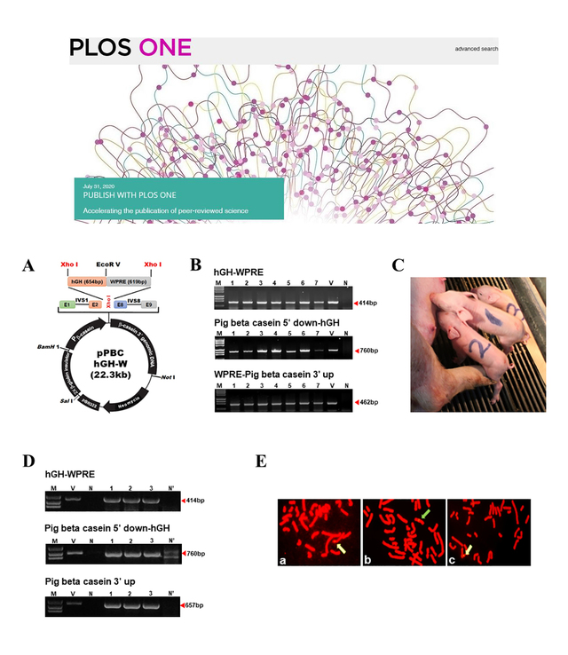 [서울=뉴시스] 조아제약 생명공학연구소는 미국 공공과학도서관 온라인 학술지 PLOS ONE에 복제돼지 인간성장호르몬 관련 논문을 발표했다. (사진=조아제약 제공)