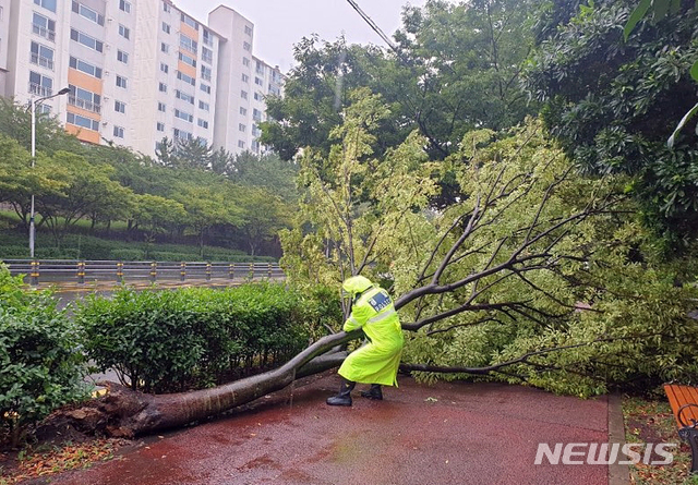 [제주=뉴시스]우장호 기자 = 제8호 태풍 '바비(BAVI)'가 제주 서쪽 해상을 통과 중인 26일 제주시 노형동 인근에 쓰러진 가로수를 경찰이 안전조치 하고 있다. (사진=제주경찰청 제공) 2020.08.26.&nbsp; woo1223@newsis.com