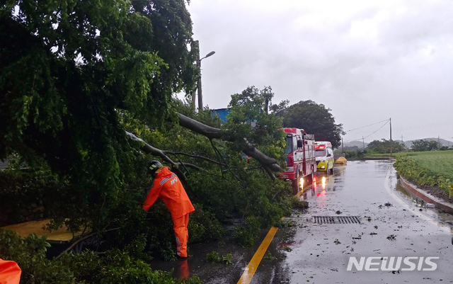 [영암=뉴시스] 변재훈 기자 = 제8호 태풍 '바비'가 북상한 26일 오후 전남 영암군 학산면의 도롯가 가로수가 강풍에 쓰러져 소방당국이 안전 조치를 벌였다. (사진=전남소방 제공) 2020.08.26.&nbsp; photo@newsis.com